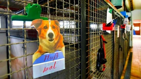 Auffällige Hunde nach drei Besitzerwechseln