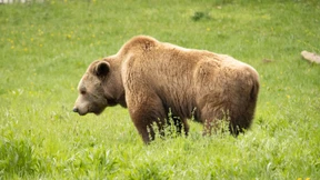 Abschießen oder einfangen?