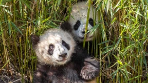 Sonnenschutz für Berliner Panda-Nachwuchs