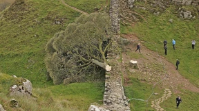 Warum zwei Männer den berühmten Robin-Hood-Baum fällten