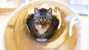 Worauf müssen Besitzer alter Katzen achten?