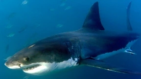 Nach Haiangriff erst einmal ins Pub