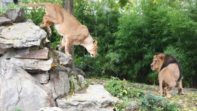 Frankfurts Zoo-Löwen sollen mehr Platz bekommen
