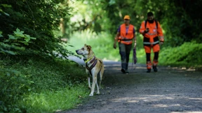 Sieben tote Tiere in Südhessen