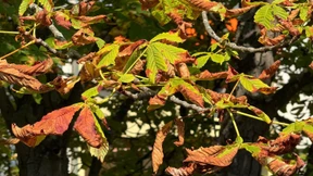 Warum viele Kastanien gerade braune Blätter bekommen