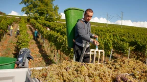 Weinlese mit Masse und Klasse