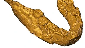 „Frühmenschen-Zähne“ stammen von Vormenschen