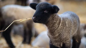 Iss dein Haustier oder werde Vegetarier