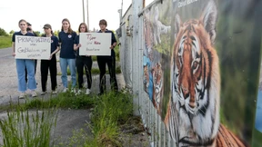 Tiger-Halterin nach Ausbruch: „Habe nichts falsch gemacht“
