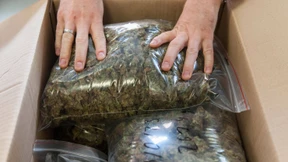 Vier Dealer gefasst, 20 Kilo Drogen sichergestellt