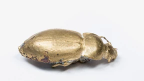 Motten, Fliegen, Hummeln