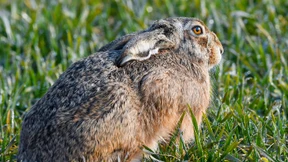 Woher kommt der Osterhase?