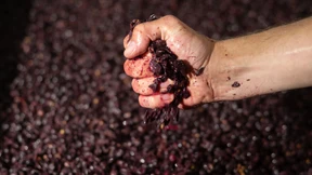 Die Turbo-Weinlese wird zur Regel