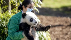 Berliner Panda-Zwillinge wagen erste Kletterversuche