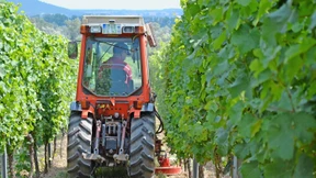 Rheingauer Winzer trauen Fidelio noch nicht