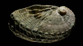 Seit wann können Amerikaner kochen?