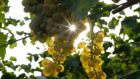 Weinkultur und Wildwuchs im Weltraum