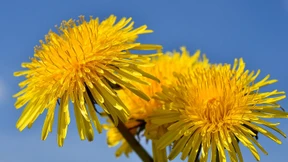 An Prinzipien ist kein Mangel