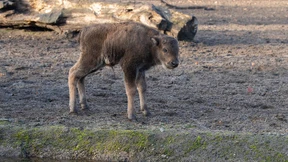 Wisentbaby im Berliner Tierpark geboren