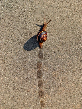 Nicht viel mehr als steifes Wasser
