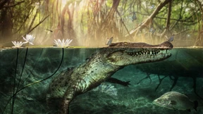 Der verschollene Krokodilschädel