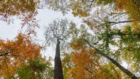 Grüner wird die Klima-Utopie nicht mehr