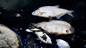 Warnung vor langfristigen Schäden