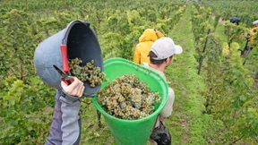 Vor allem die Ökowinzer hatten zu kämpfen