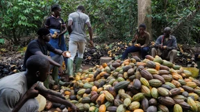 Historisch hohe Kakaopreise