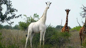 Wilderer töten seltene weiße Giraffe