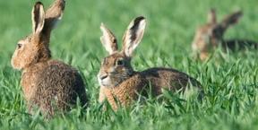 Nicht nur Hunde sind der Hasen Tod