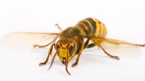 Warum wir Hornissen nicht fürchten müssen – Wespen aber schon