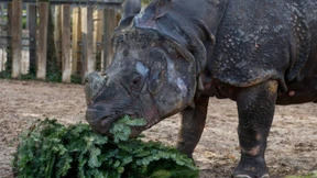 Stuttgarter Zoo verfüttert verschmähte Weihnachtsbäume