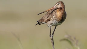 Immer dem Nachbarn nach