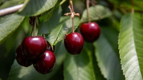 Wie aus Kirschen Wein wird