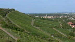 Riesling vom Roten Hang