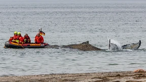 Der Wal röhrt vor Stress