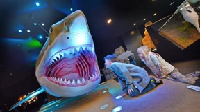 Urzeithai Megalodon fraß auch Fische