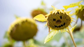 Sonnig und heiter: Bis zu 28 Grad am Wochenende möglich