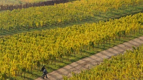 Abstecher in den Rheingau