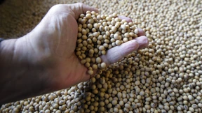 Soja wird teurer