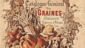 Der „Deutsche Sieger“ blüht nicht mehr