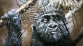 Schützt die Tiere vor den Tierrechtlern!