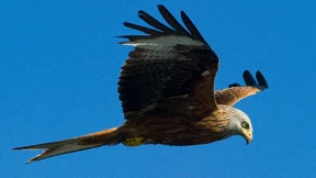 Was dem Rotmilan das Leben schwermacht