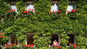 Nicht jede grüne Fassade ist ein Gewinn