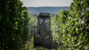 Stecken die Ökowinzer in einer Sackgasse?