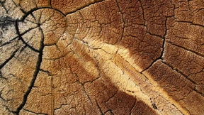 Lernen von den Wirbeln im Holz  