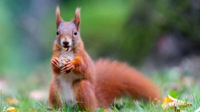 Mensch, du Eichhörnchen!