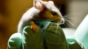 Starke Forscher, schwache Hiwis