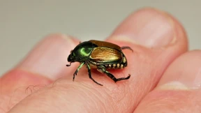 Dieser blinde Passagier befällt mehr als 300 Pflanzen